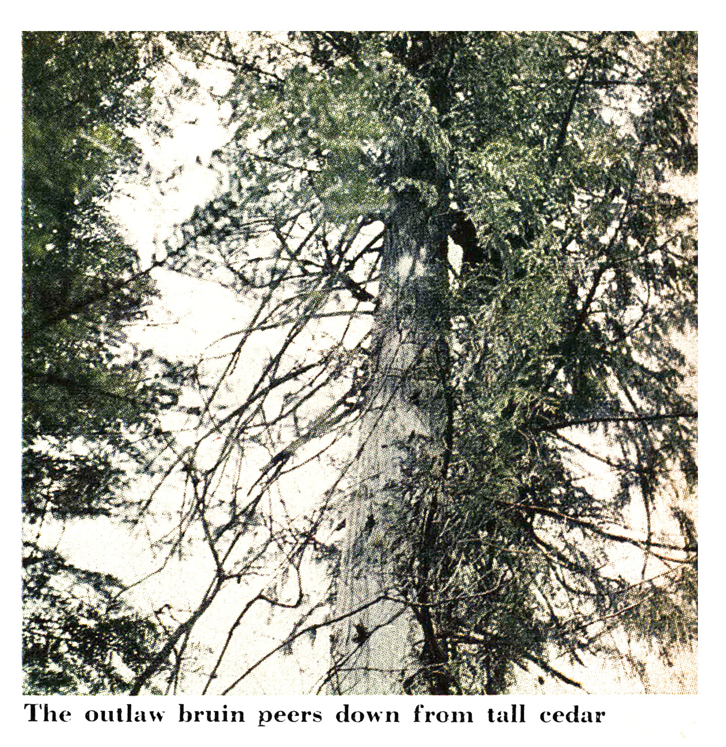 An old color photo of a bear up a tree.
