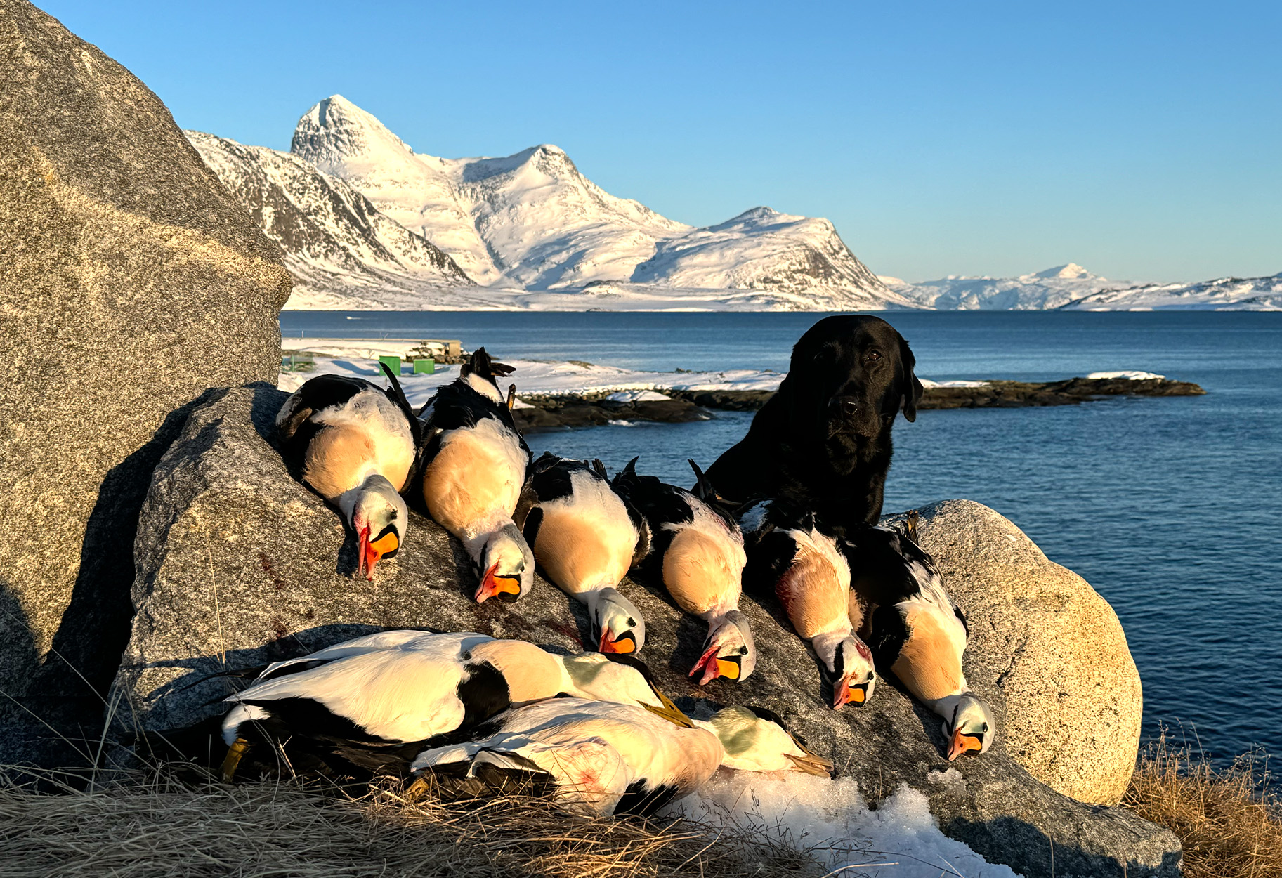 A black Labrador retriever with king eiders in Greenland