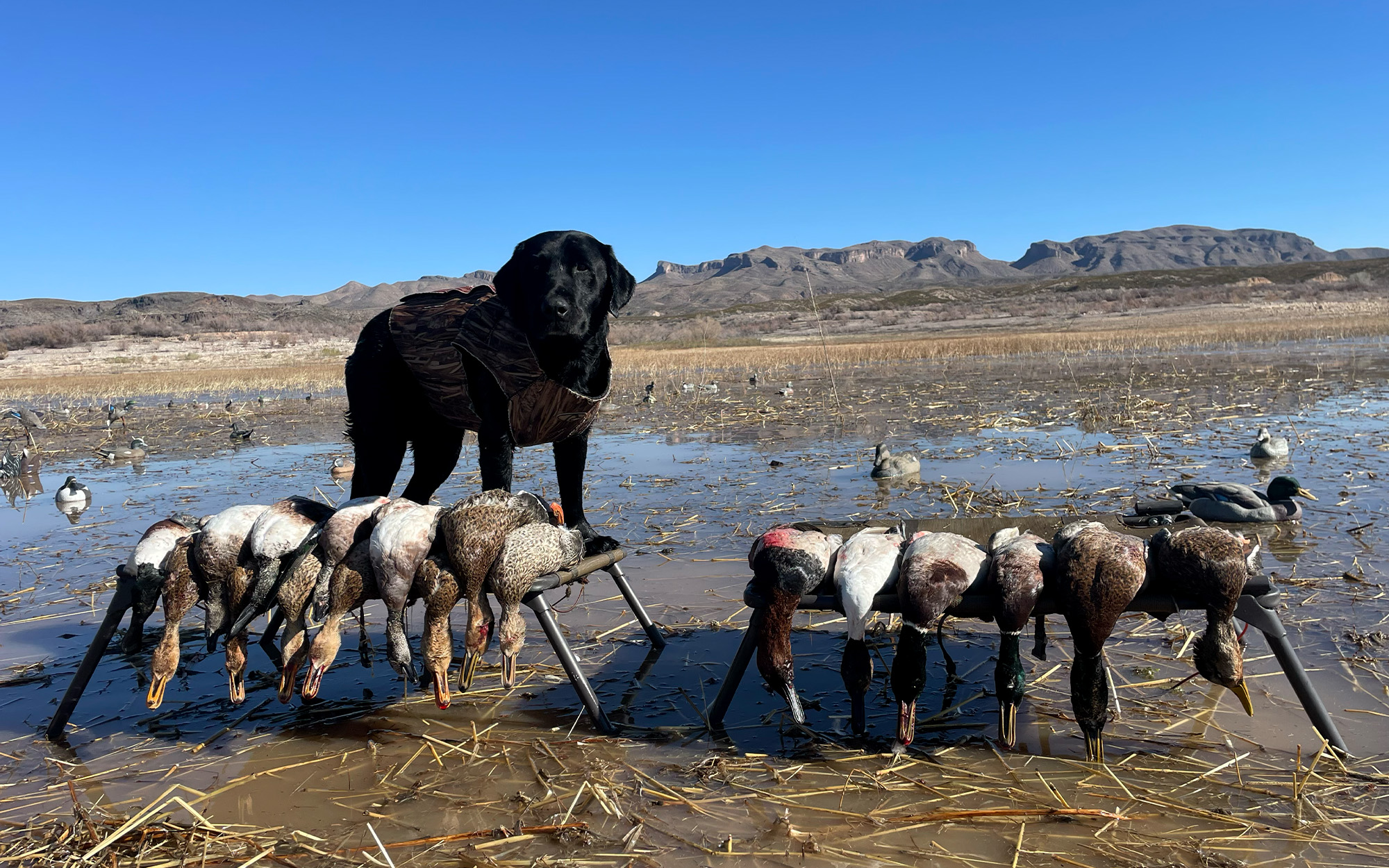 Un laboratorio negro con algunos patos mexicanos recuperados en Nuevo México.