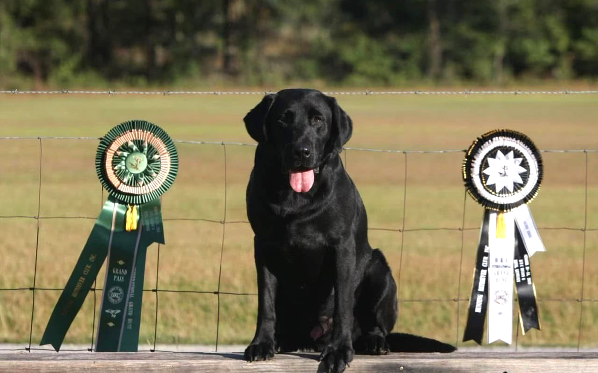 Un perro de caza posa con cintas después de una prueba de caza.
