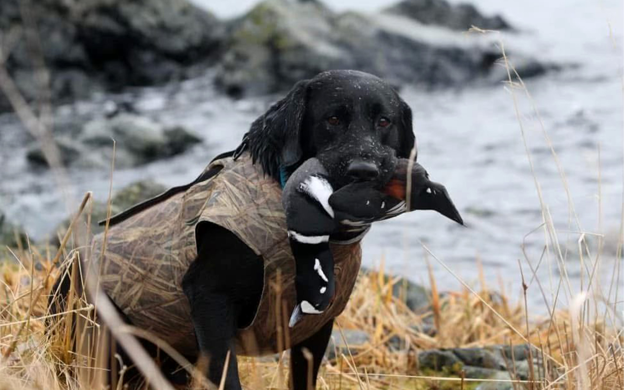 Un perro de caza con un pato cerca del océano.