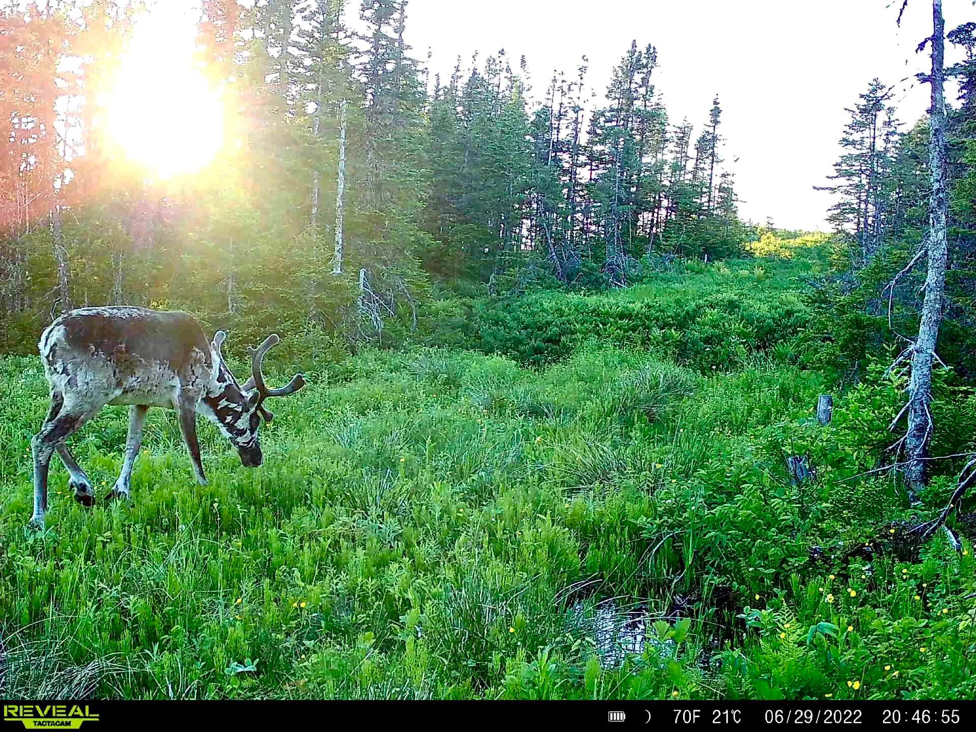 A trail cam photo of a molting caribou feeding in an opening