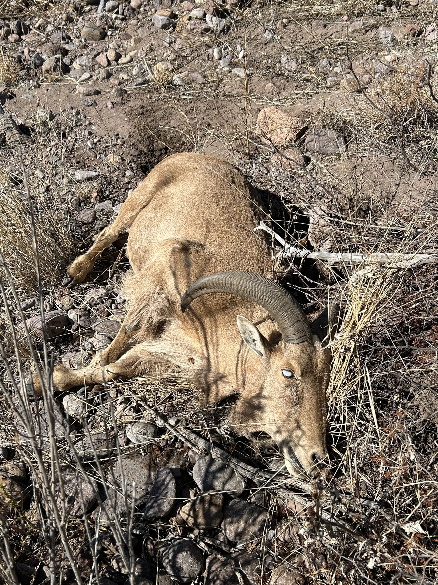 A dead aoudad with pink eye.