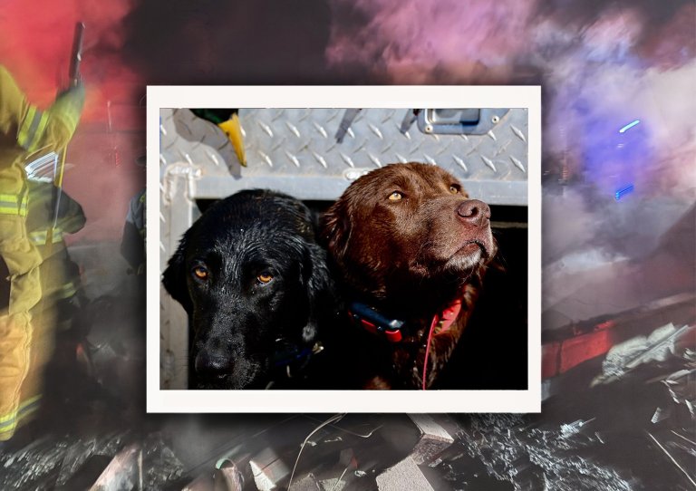 Two Labrador retrievers in a dog box.