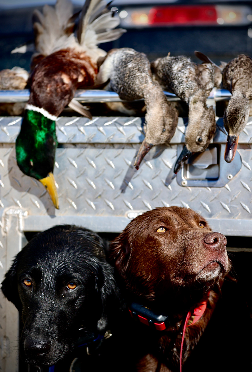 Two Labrador retrievers in a dog box.