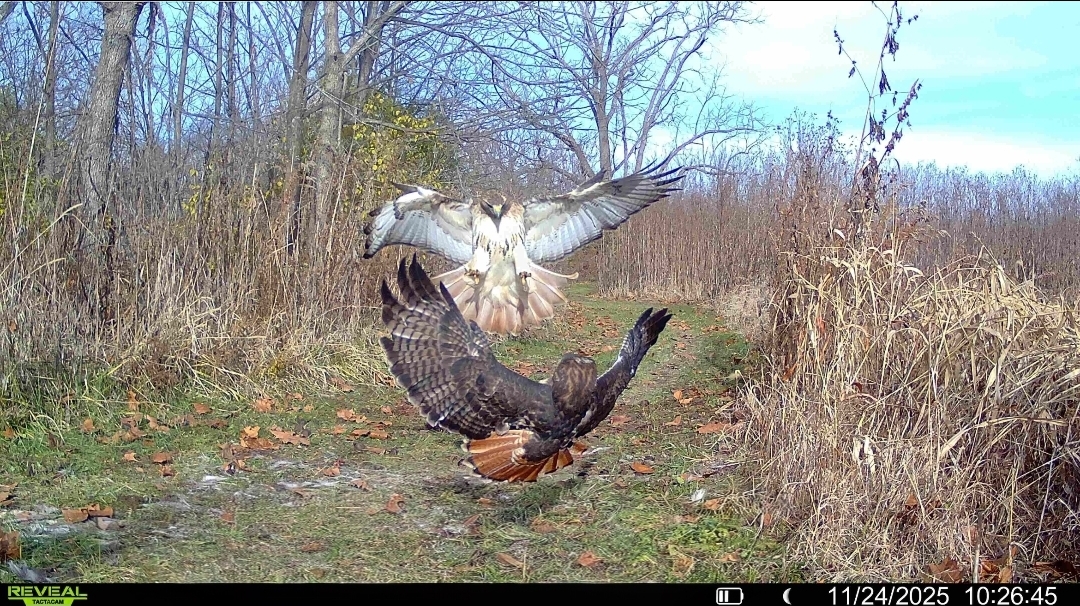 A trail cam photo of two eagles fighting.