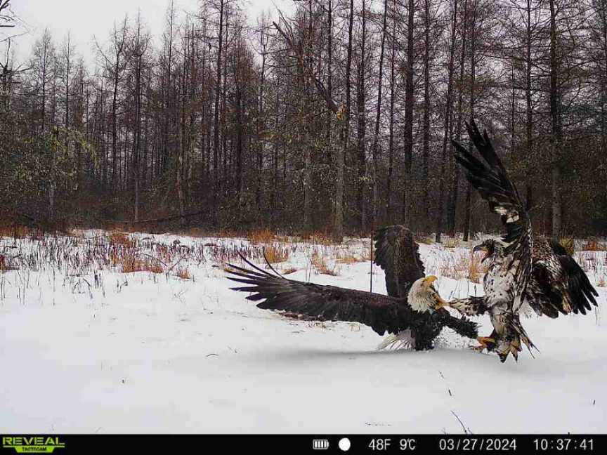 A trail cam photo of two eagles fighting.