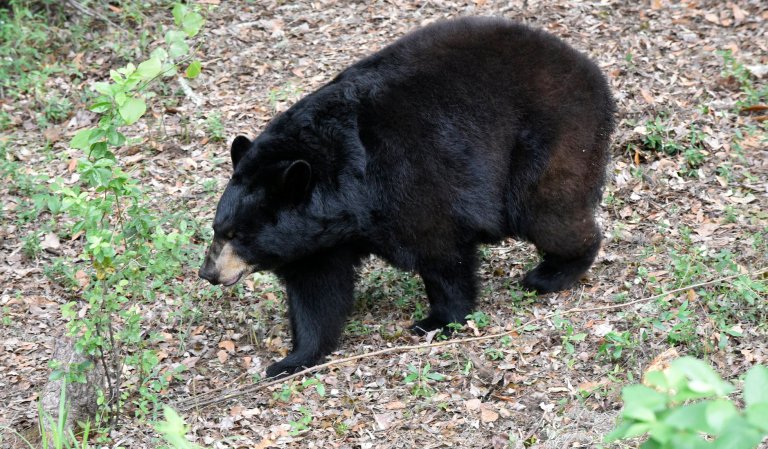A huge florida black bear