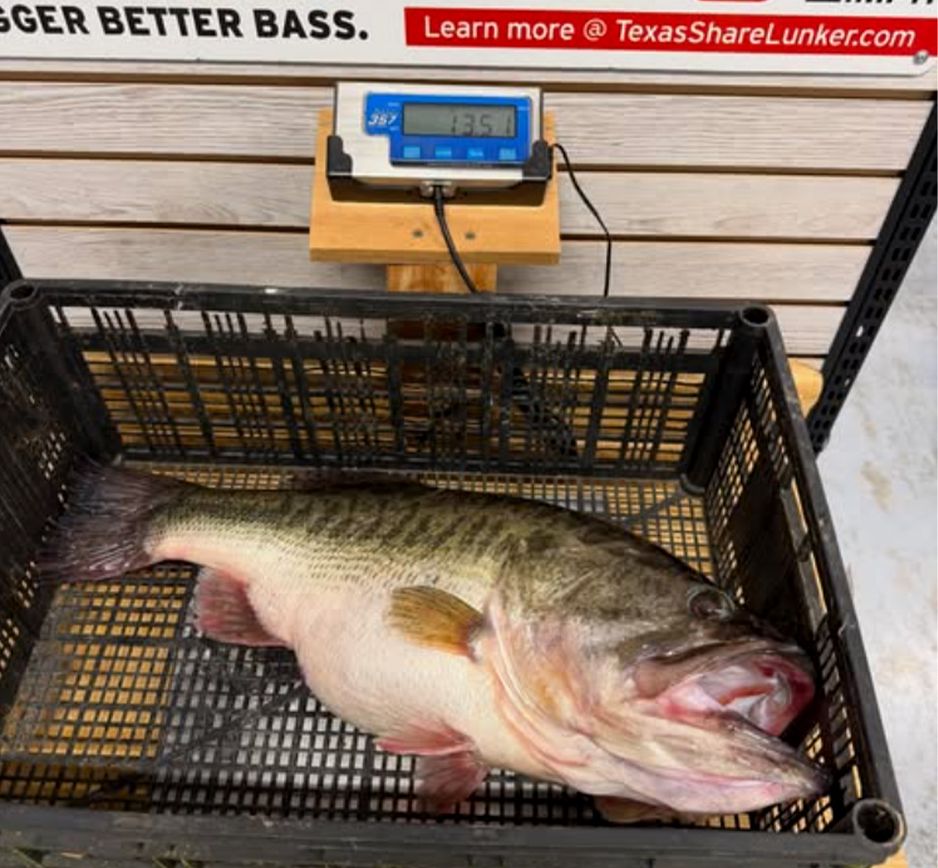 A 13-pound largemouth on the scale at a marina.