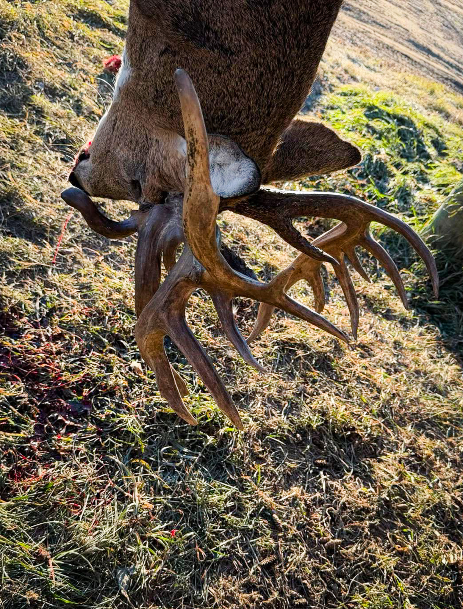 A big buck hanging upside down