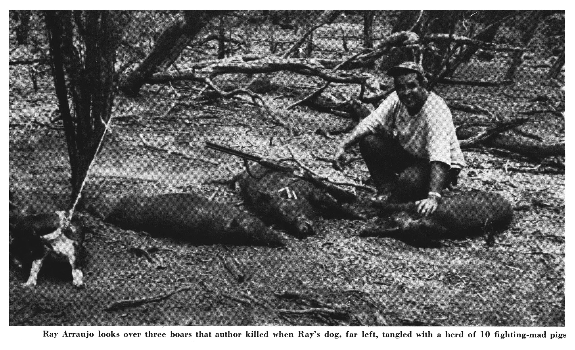 black and white photo of hogs in hawaii