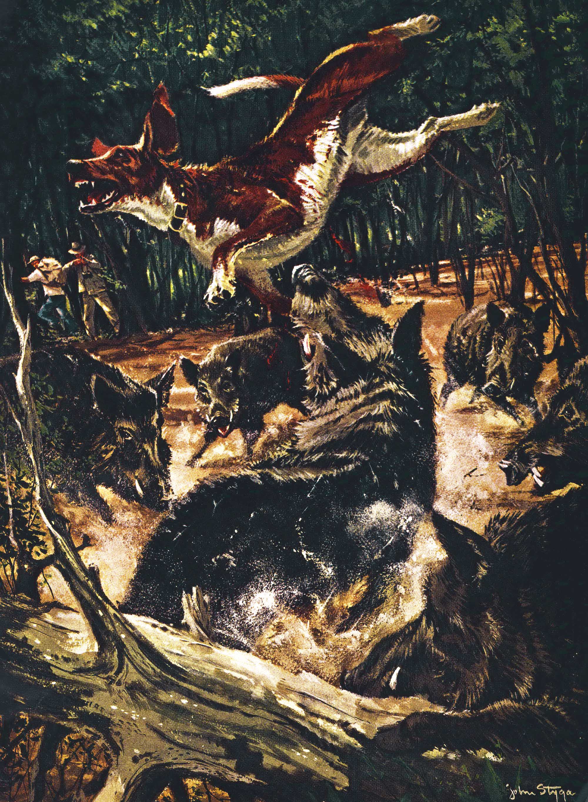 An illustration of hogs in Hawaii fighting a hog dog.