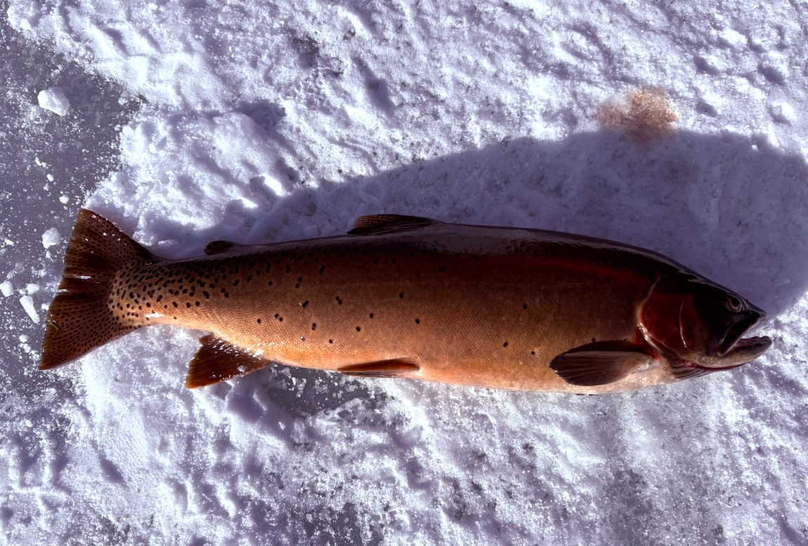 College Student Kicks Off the New Year with a StateRecord Cutthroat