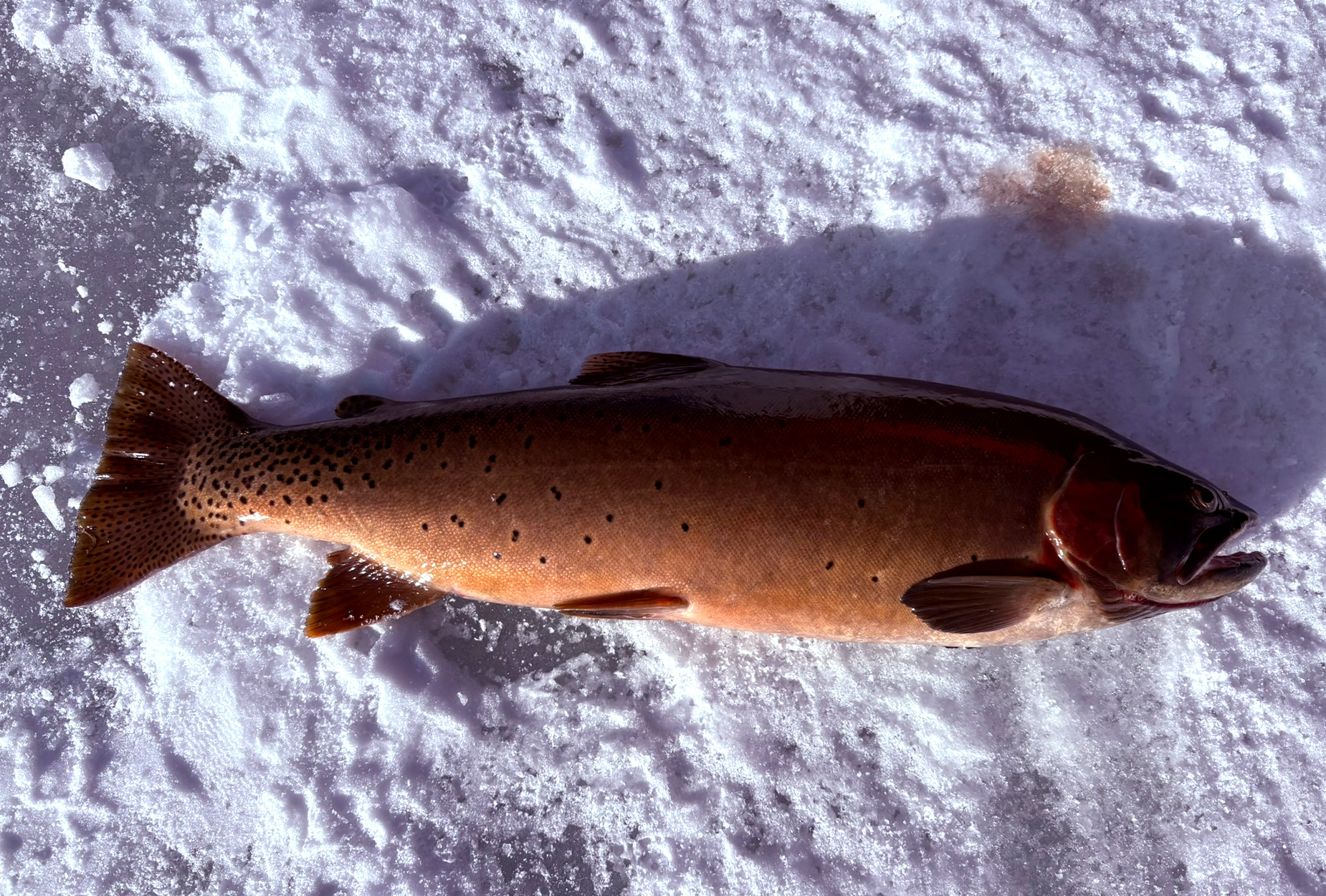 A Yellowstone cutthroat trout on the ice.