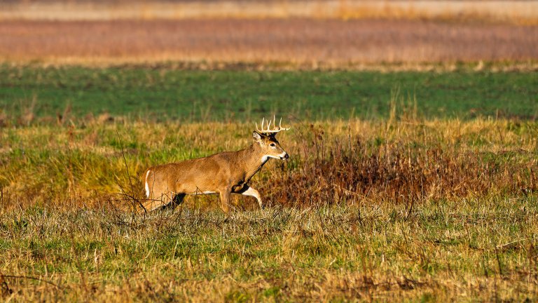 A male white-tailed deer with antlers, Odocoileus virginianus, walks across a field in Indiana. High quality photo