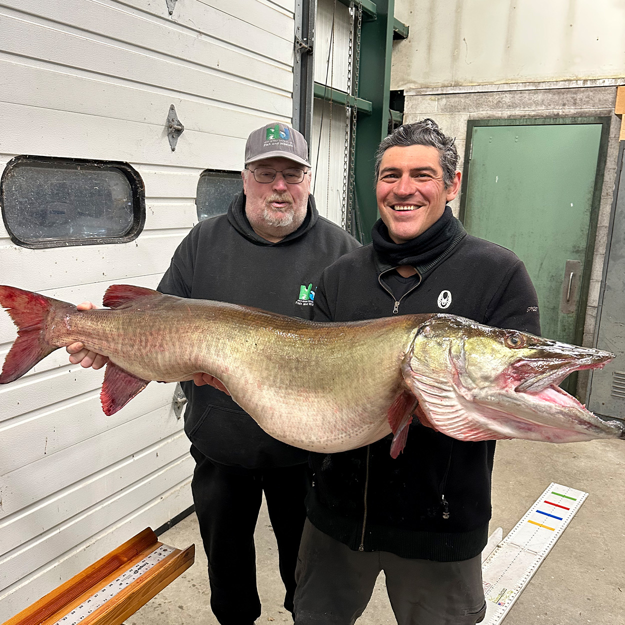 An angler and a fisheries biologist with a massive muskie.