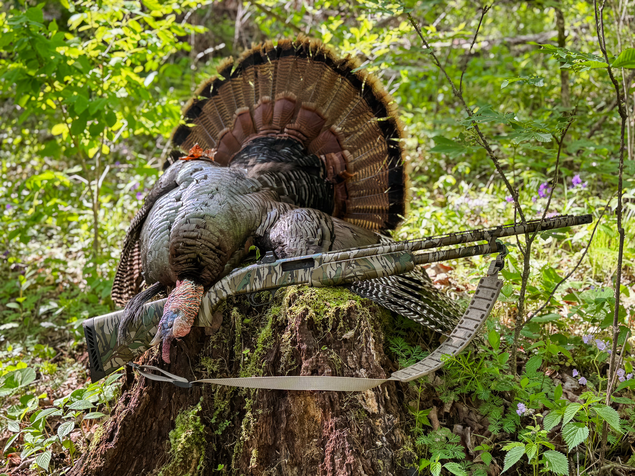 A tom turkey on a stump with a shotgun.