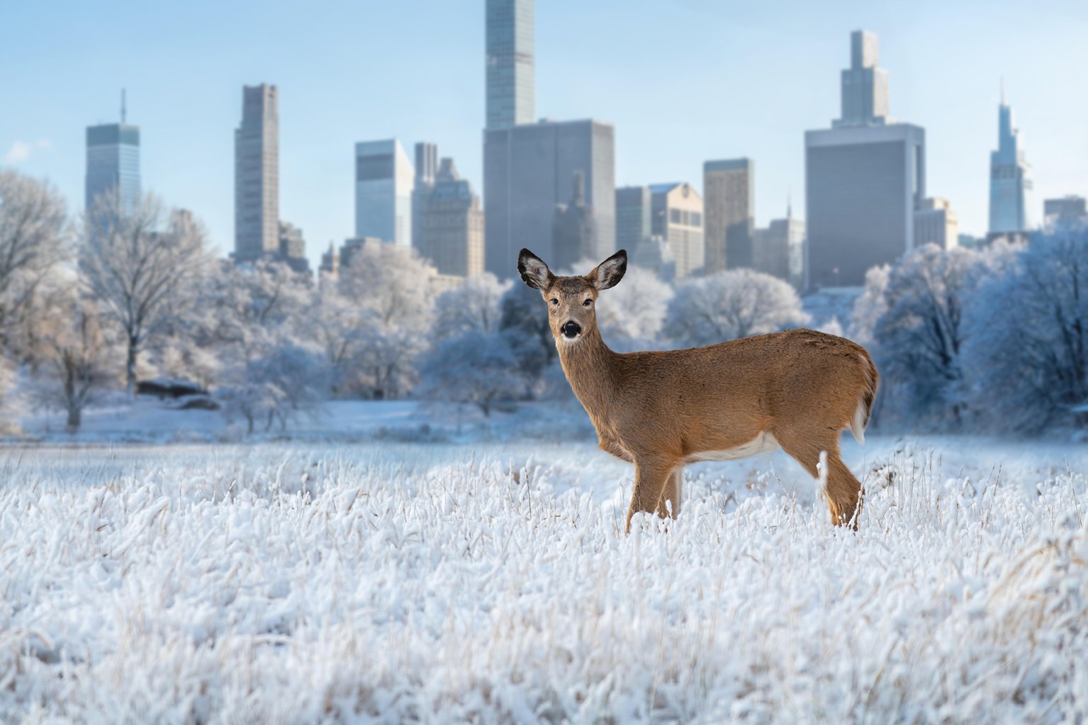 A photo illustration of a deer with the NYC skyline in the back