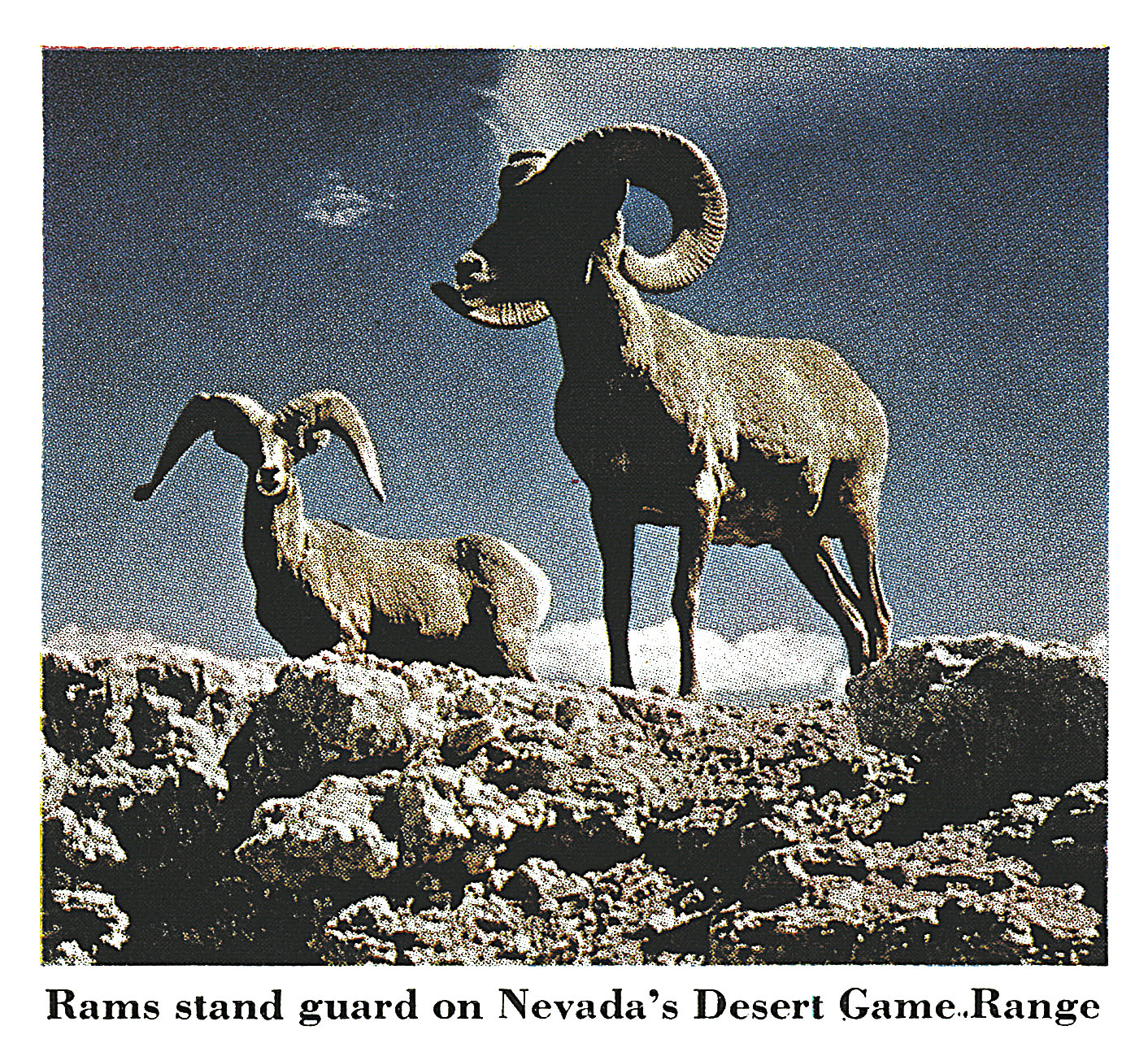 Two rams standing against a blue sky in an old photo