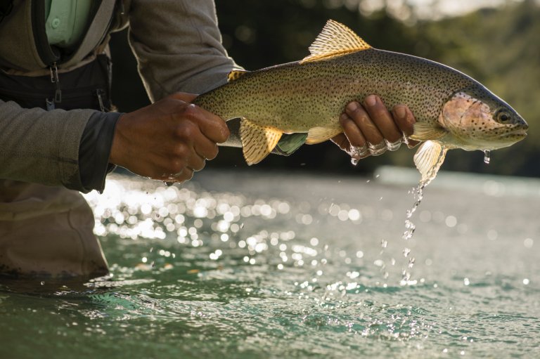 A photo of a trout being hefted out of the water.