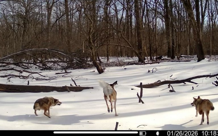 A trail cam photo of a deer running from coyotes.