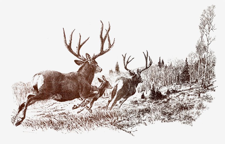 A sketch of two mule deer running