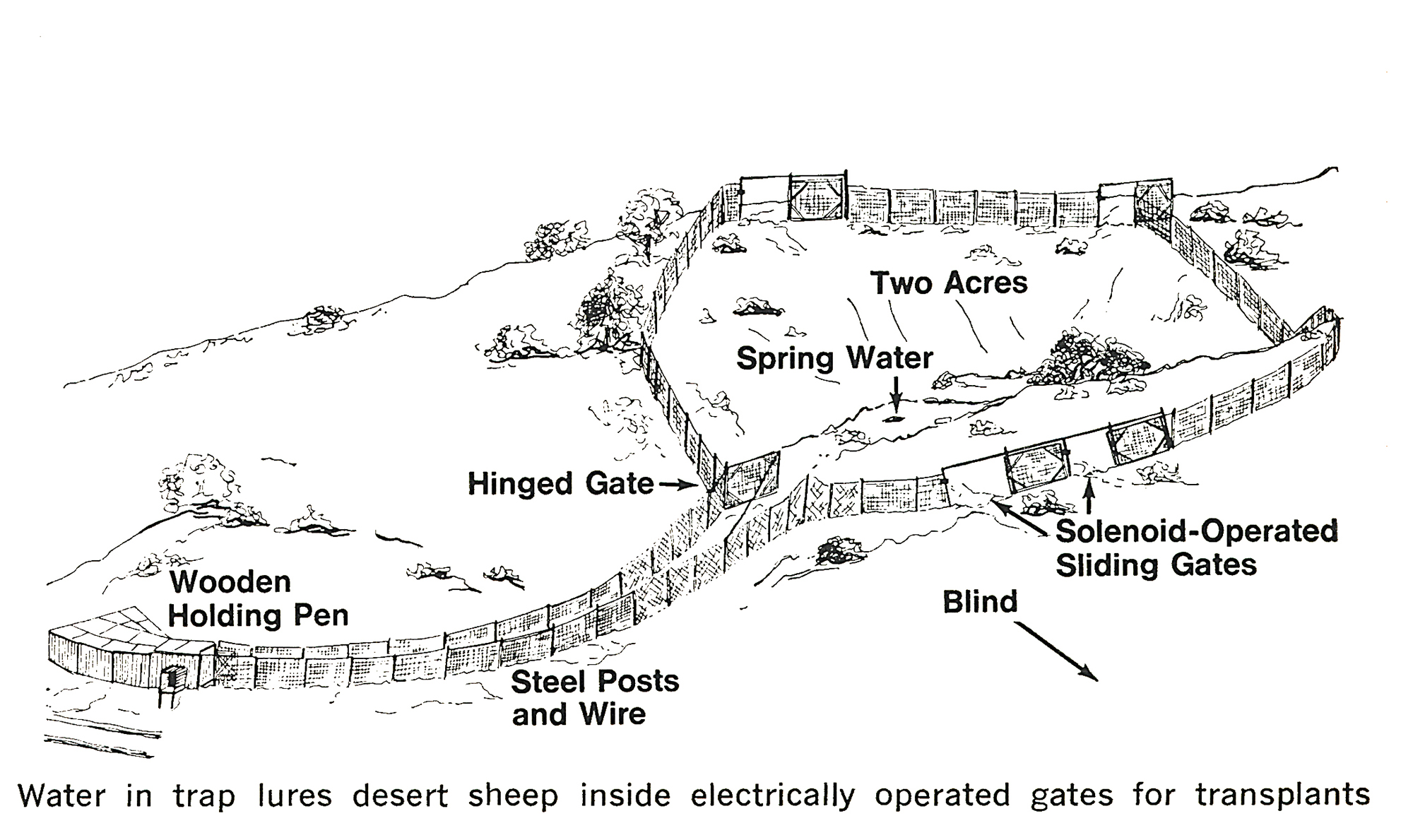 An old drawing of a sheep catch.