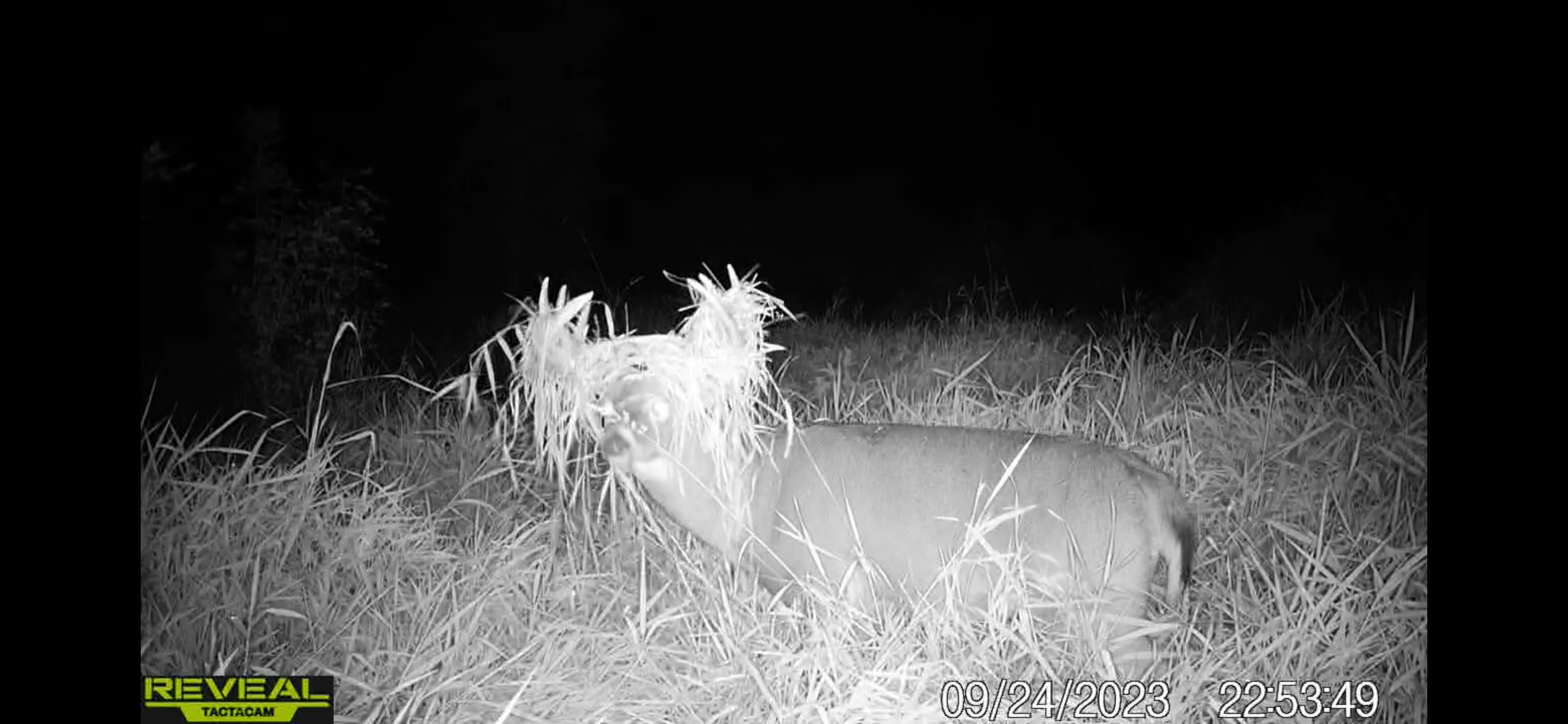 A trail camera of a black and white buck with a bunch of straw in a buck's antlers.