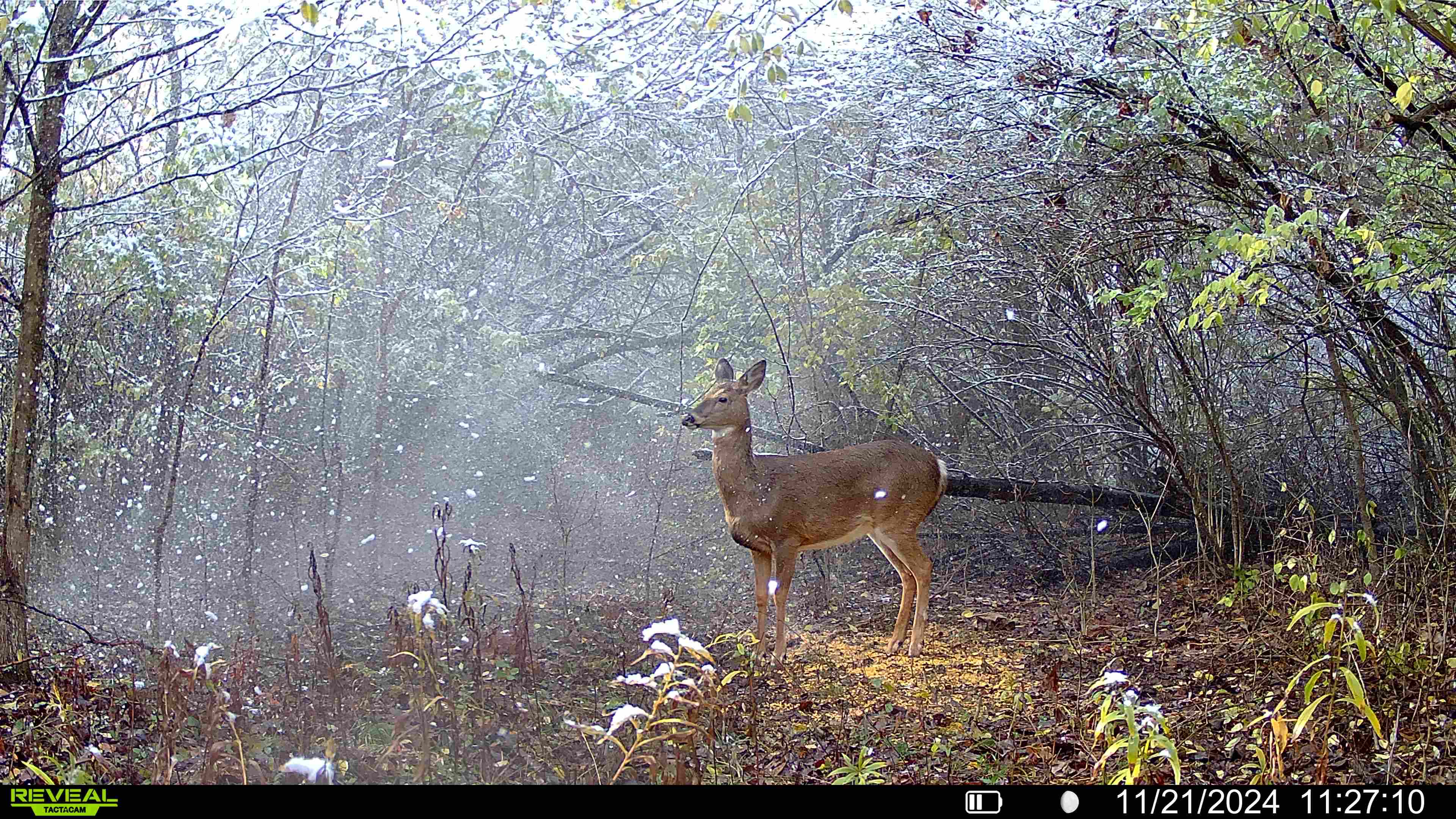 A trail camera of a deer standing in the snow.