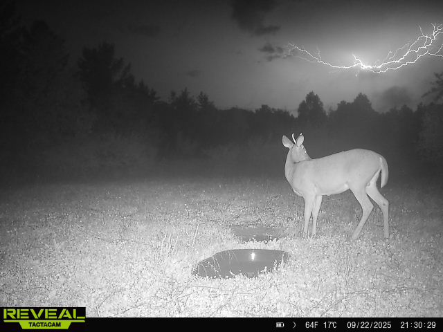 A trail camera of a spike deer looking at a lightning strike.