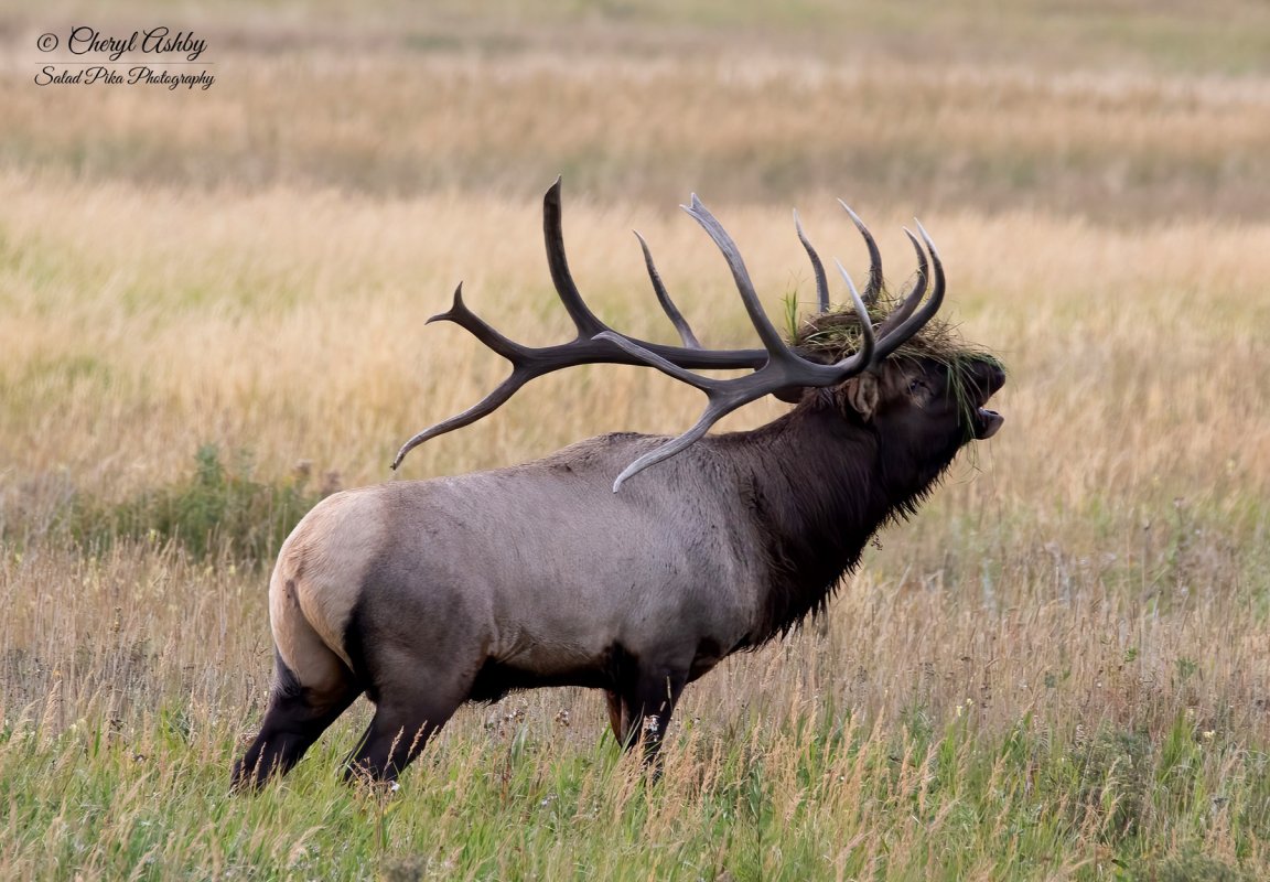A big bull elk in Colorado known as Split 5