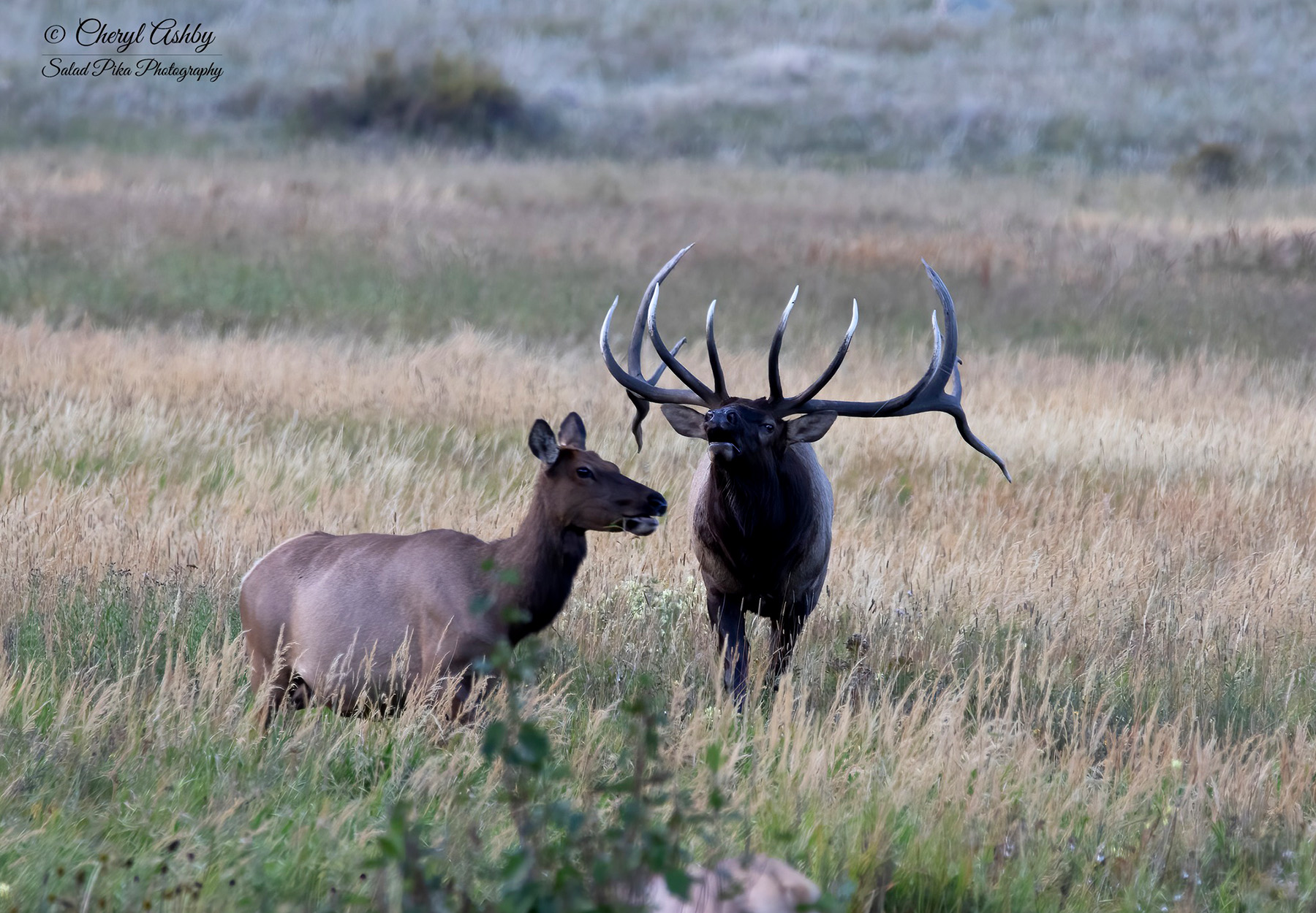 A big bull elk in Rocky Mountain National Park.