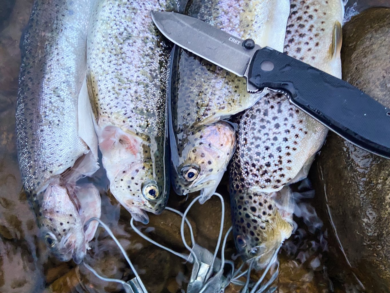 A limit of trout.