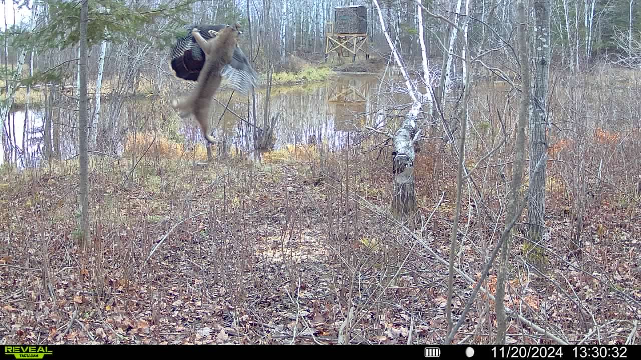 A trail camera photo of a cat attacking a turkey.