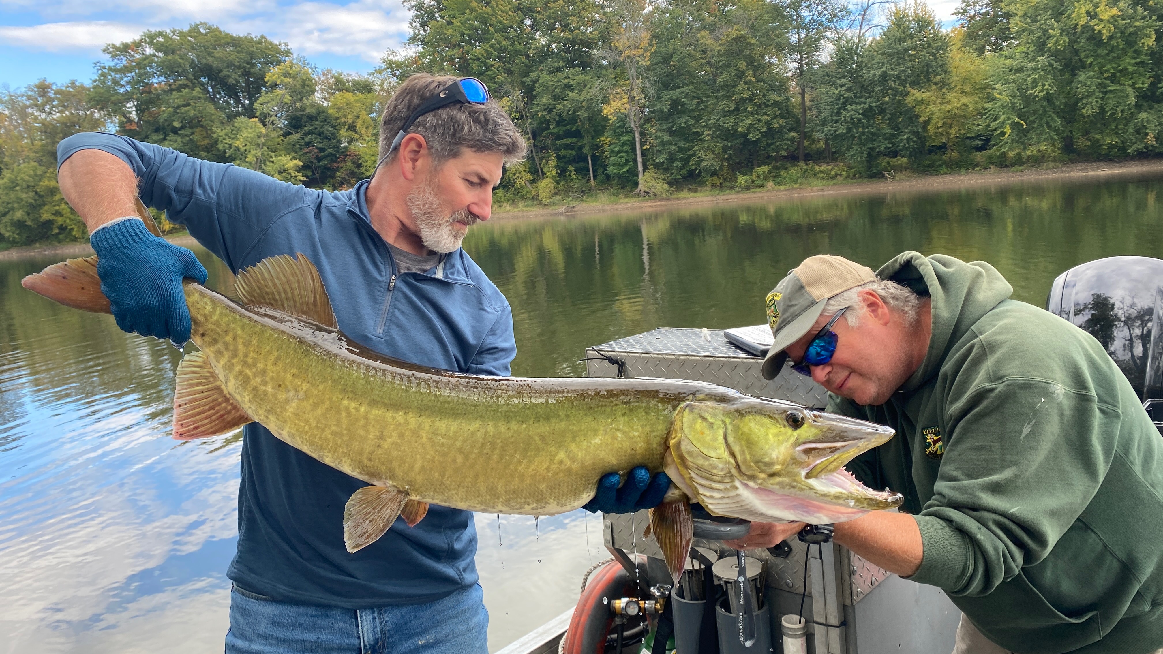 Fisheries biologists handling a big muskie.