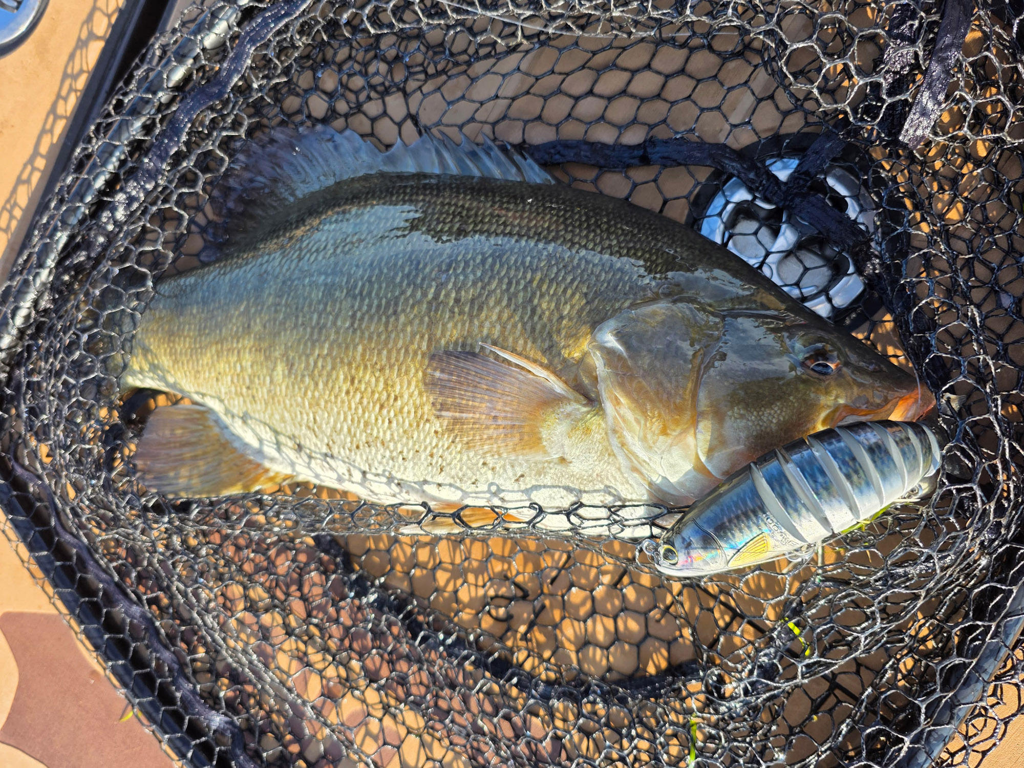 A fat bass caught on a multi-joint swimbait