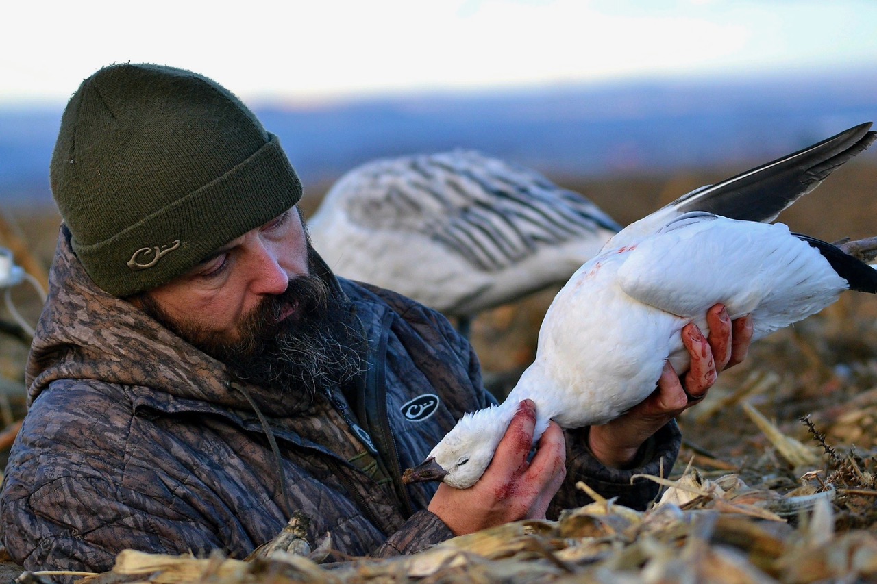 snow goose hunting
