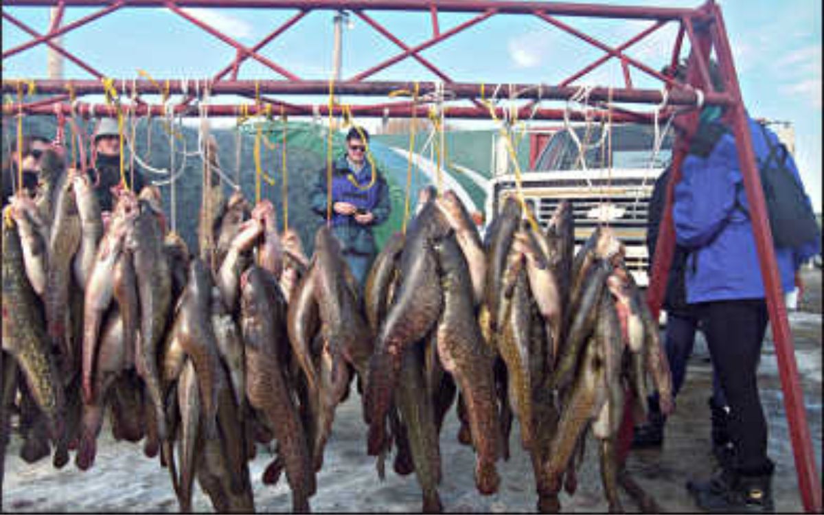 A rack full of dead burbot from the Walker Eelpout festival