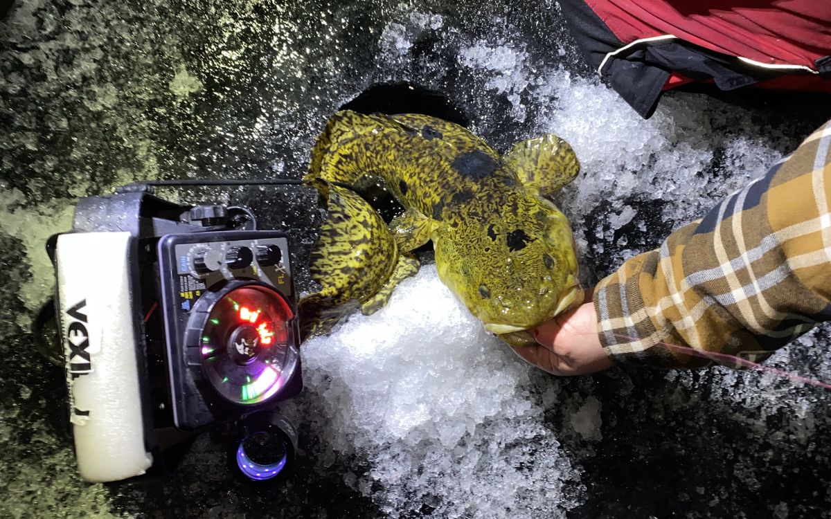 An angler pulls a burbot out of a hole in the ice.