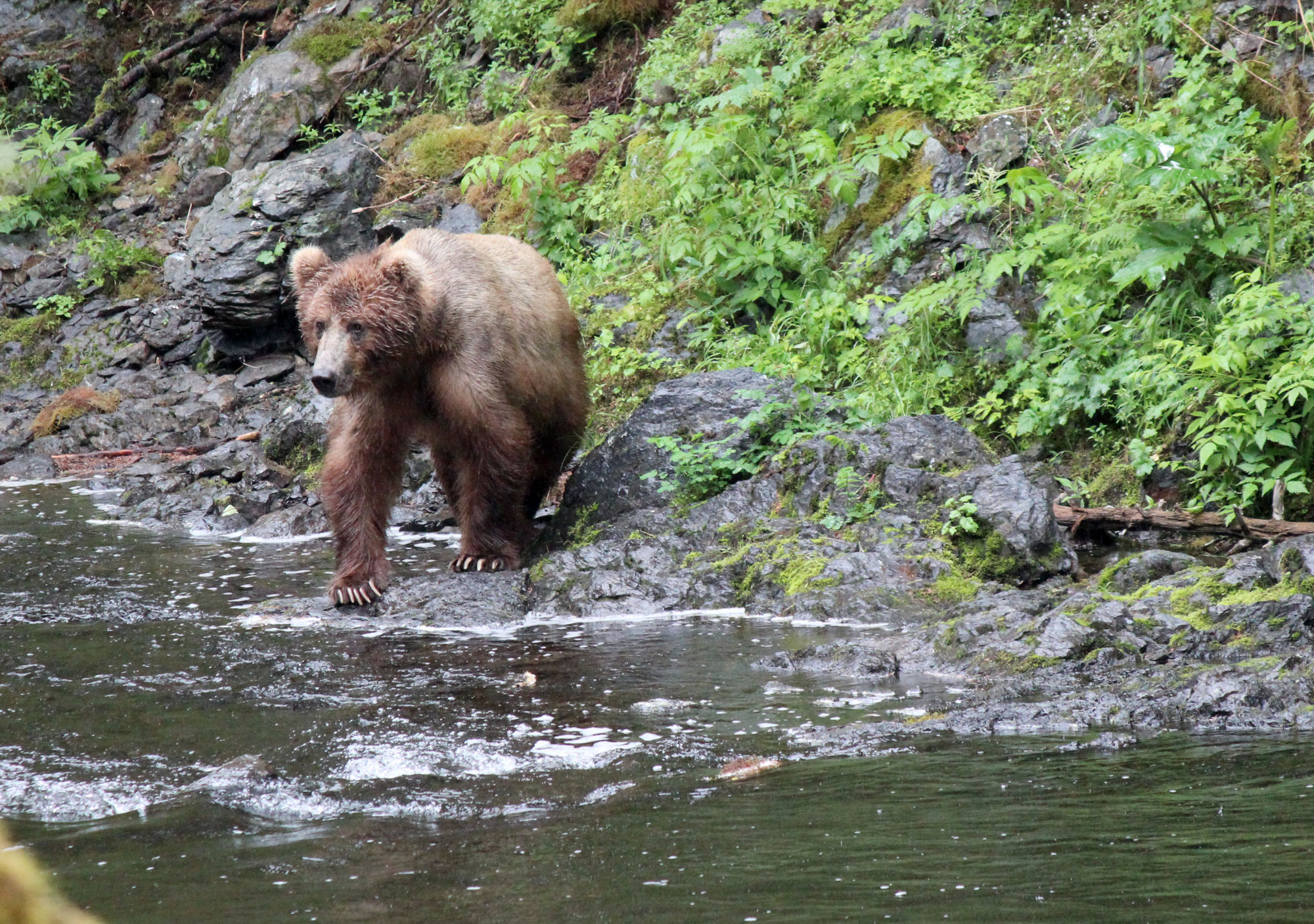 Alaska Brown Bear Seal Finger