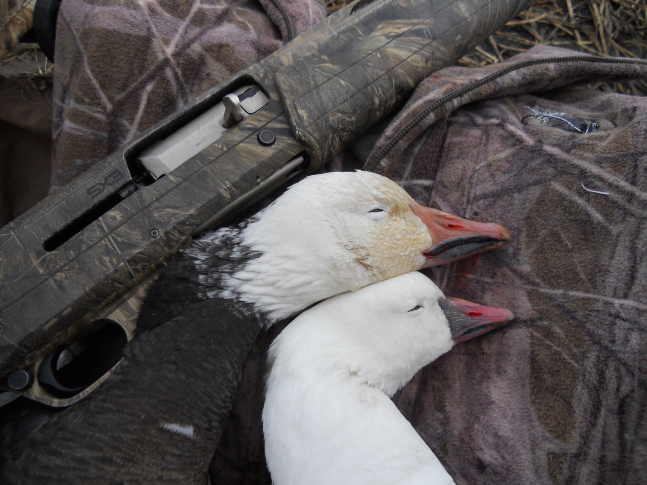 snow goose hunting