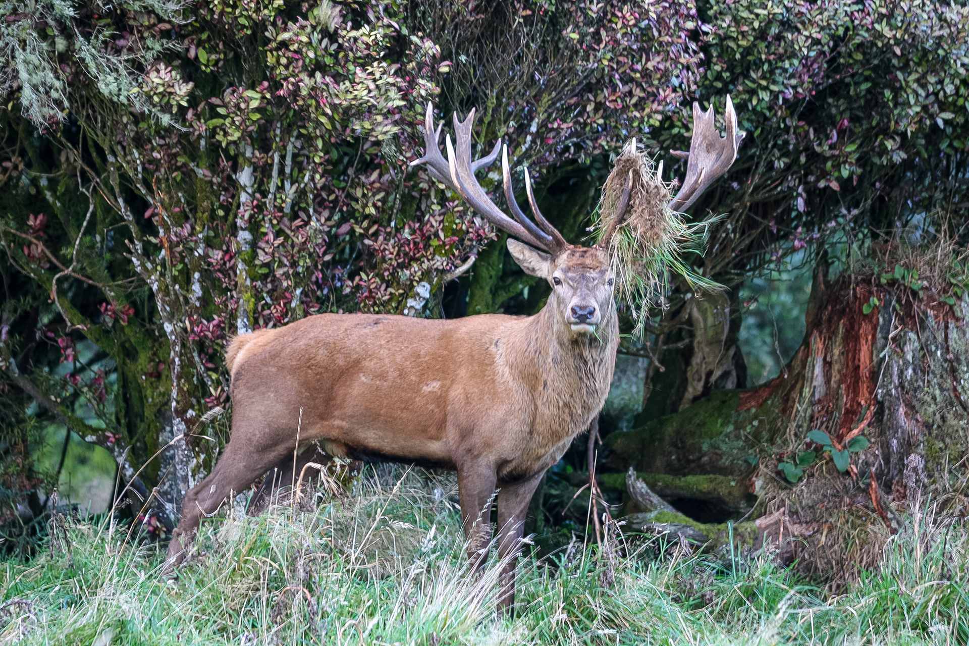 red stag