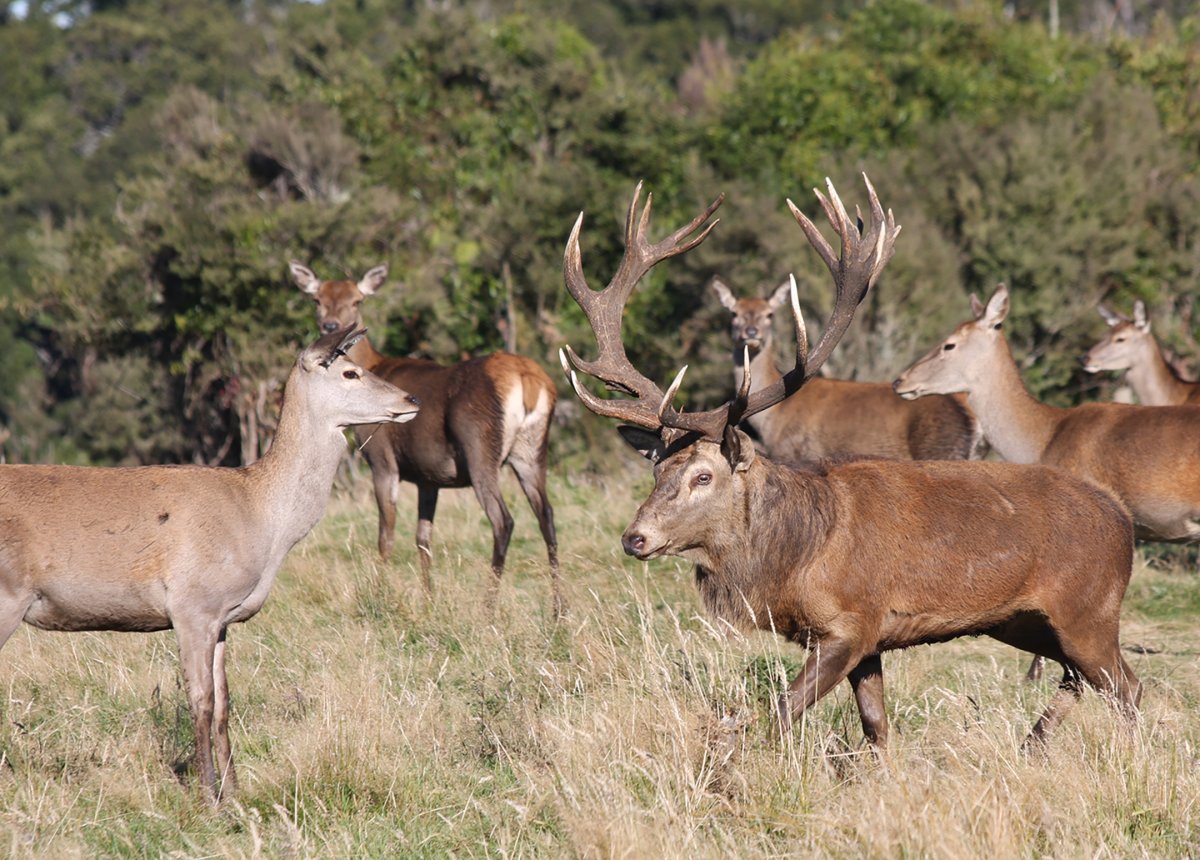  The Red Stag Roar in New Zealand Is the Craziest Rut Hunt on the Planet
