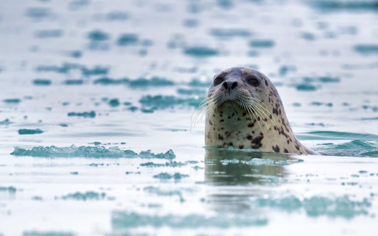 A harbor seal in Alaska.