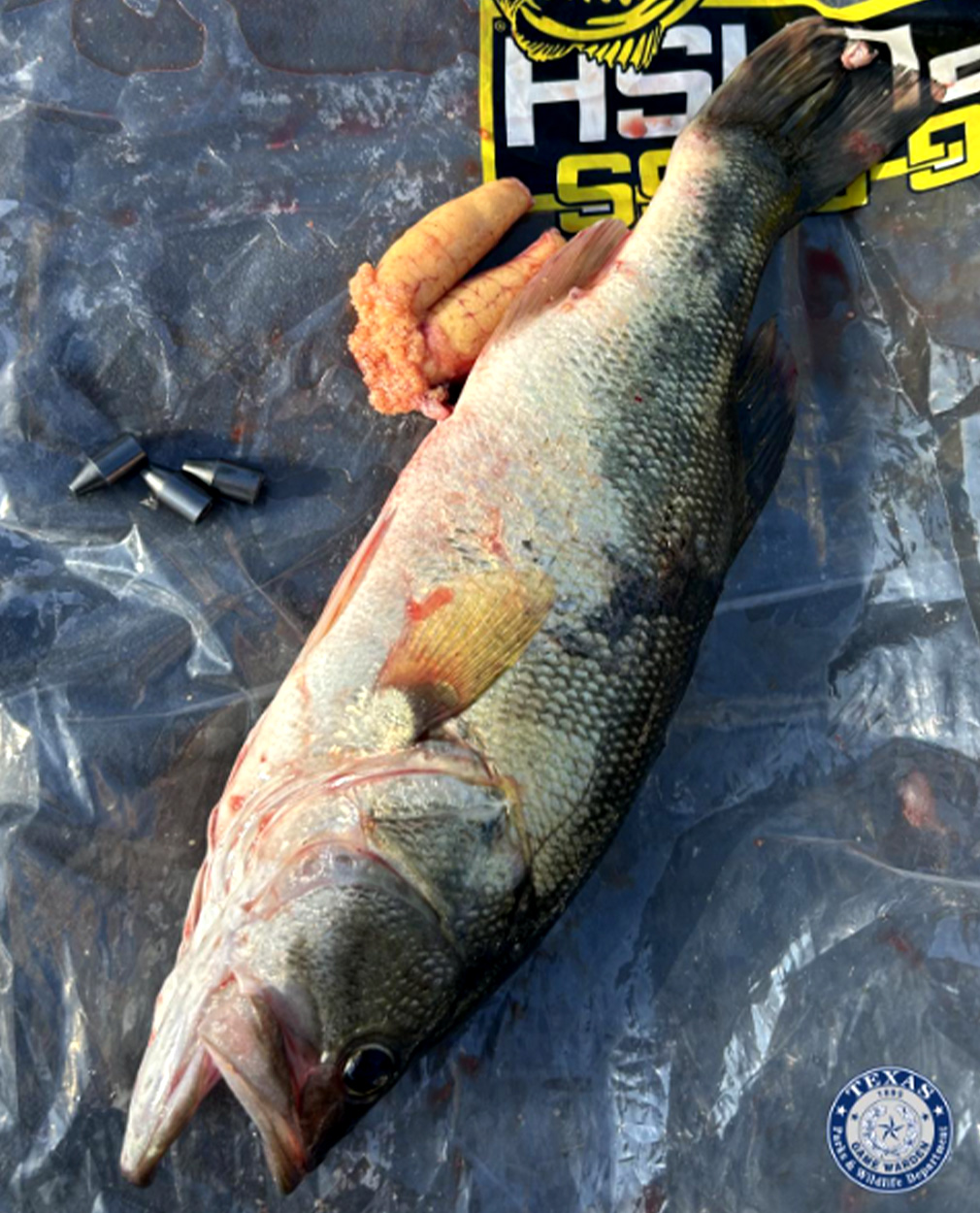 A bass that was stuffed with weights.