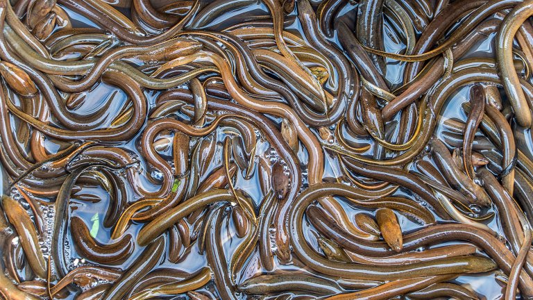 Many asian swamp eels crawl over each other