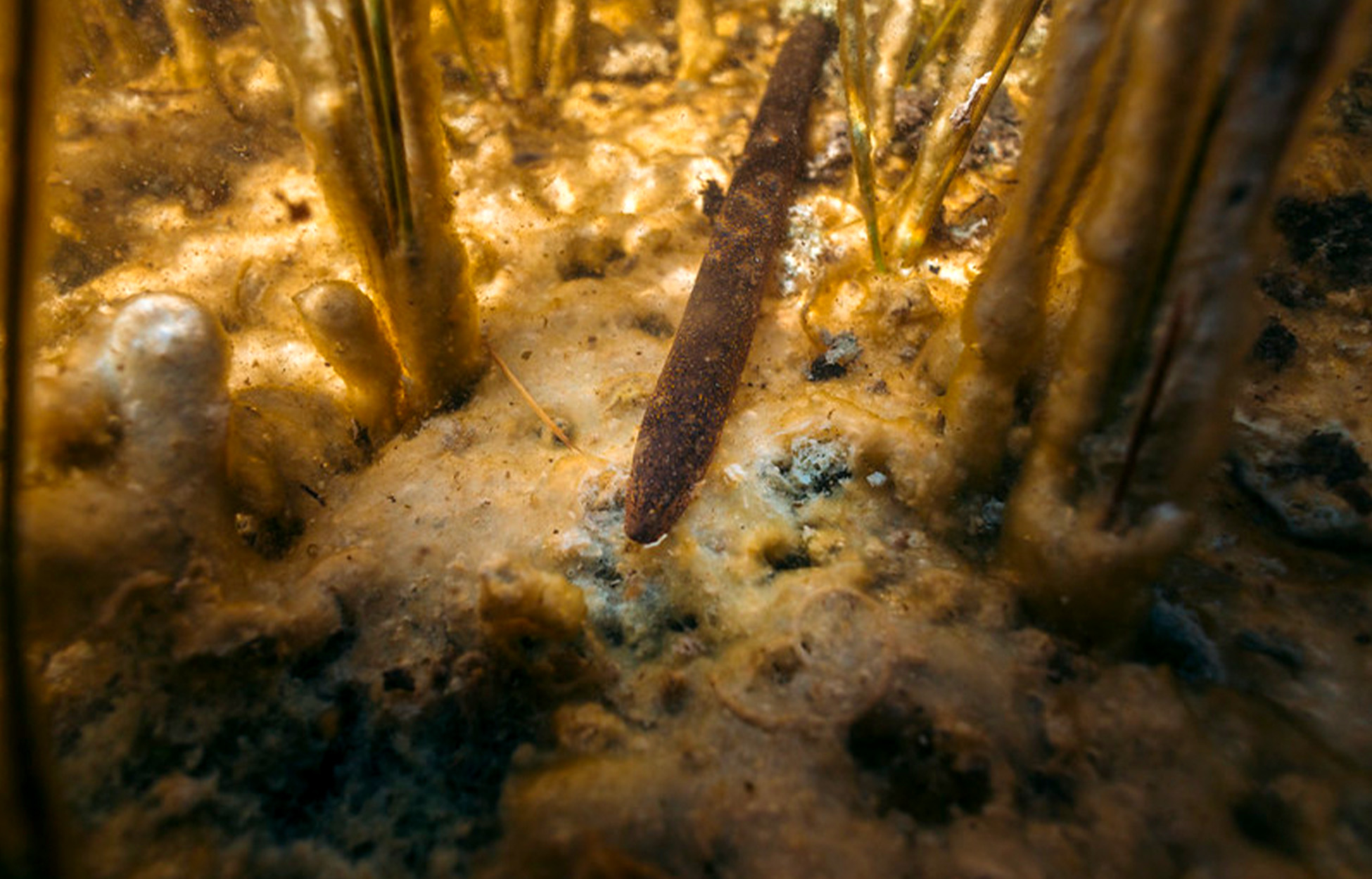 An Asian swamp eel in the wetlands.