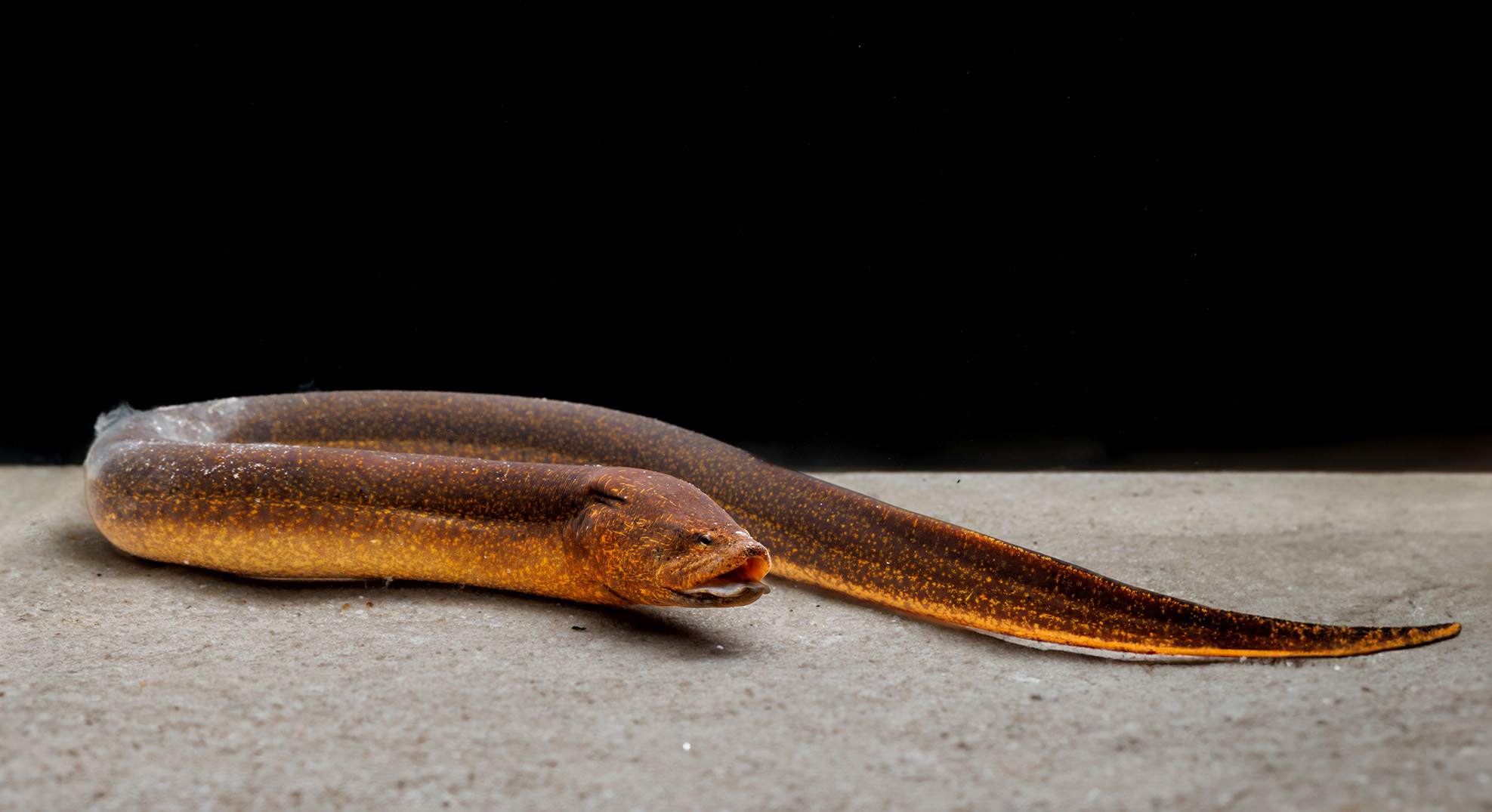 An asian swamp eel in a tank.