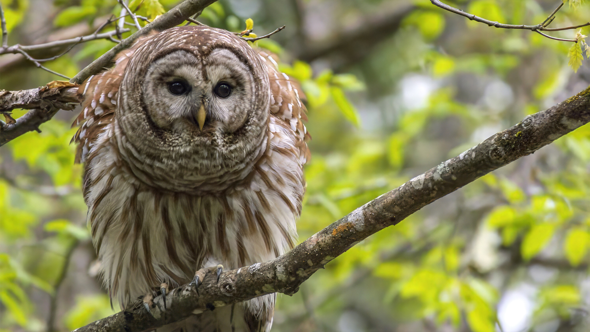 a barred owl on a branch