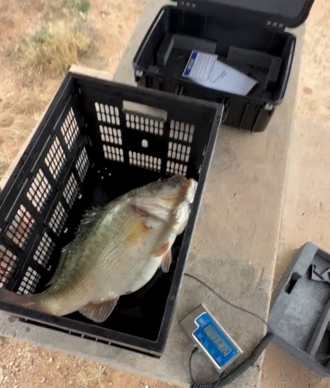 A big bass being weighed.